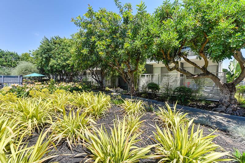 Apartment for rent at Citra, 745 S Bernardo Ave, Sunnyvale, CA 94087