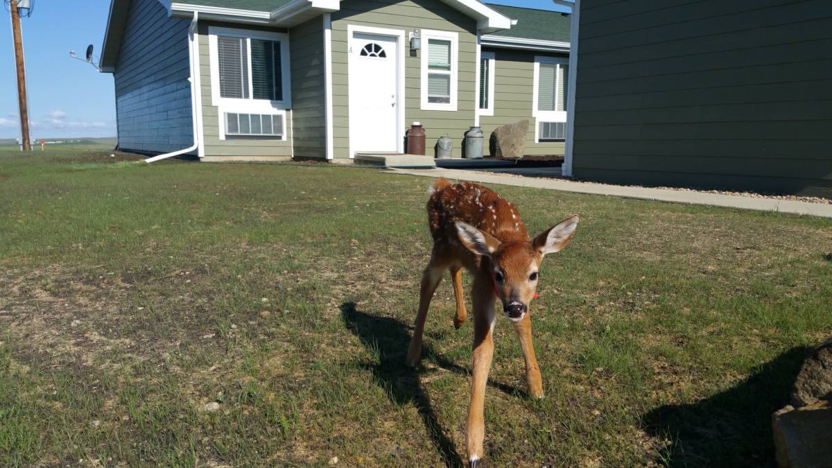 Townhouse for rent at 3945 Highway, New Town, ND 58763