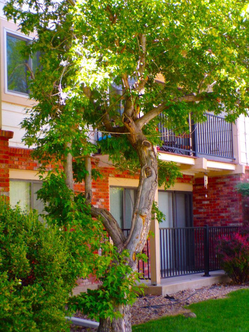 Condo for rent at 431 S Kalispell Way #104, Aurora, CO 80017