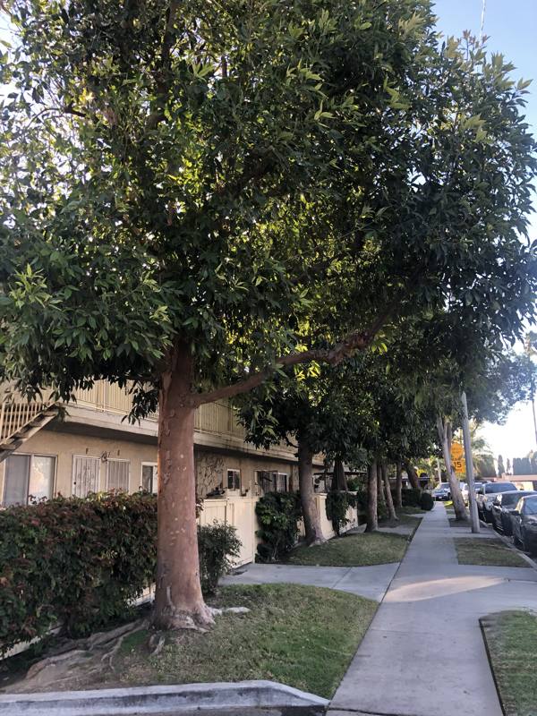 Apartment for rent at 518 N Anna Dr #530I, Anaheim, CA 92805