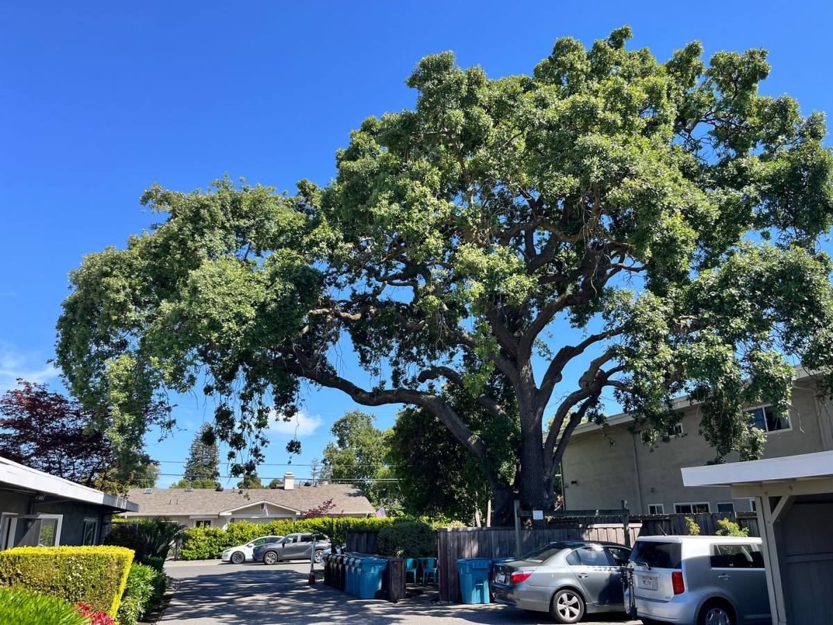 Apartment for rent at 330 Ventura Ave, Palo Alto, CA 94306