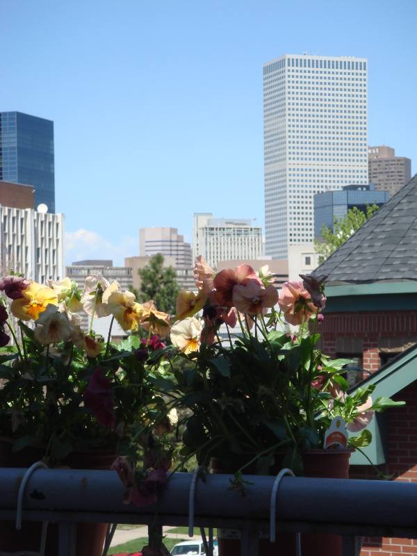 Condo for rent at 215 E 11th Ave #D4, Denver, CO 80203