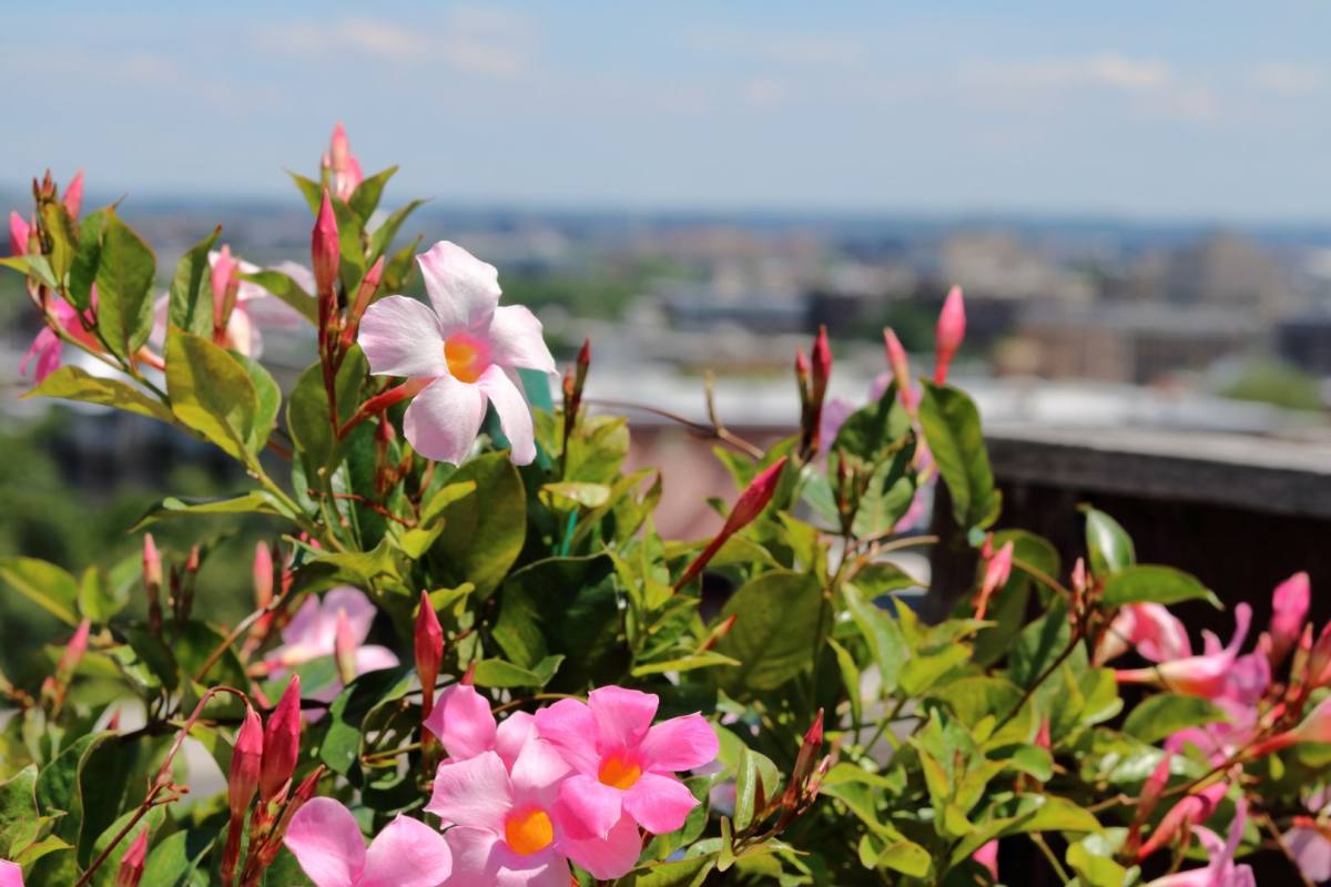 Apartment for rent at 2110 19th St #NW, Washington, DC 20009