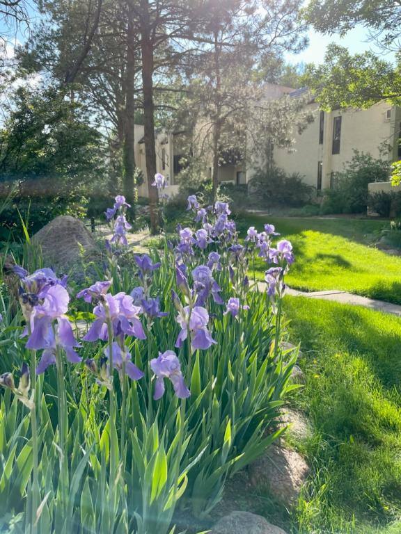 Apartment for rent at 1714 Lorraine St, Colorado Springs, CO 80905