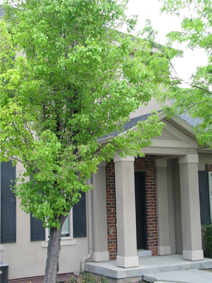 Townhouse for rent at 185 E Crosscourt Way, Lehi, UT 84043