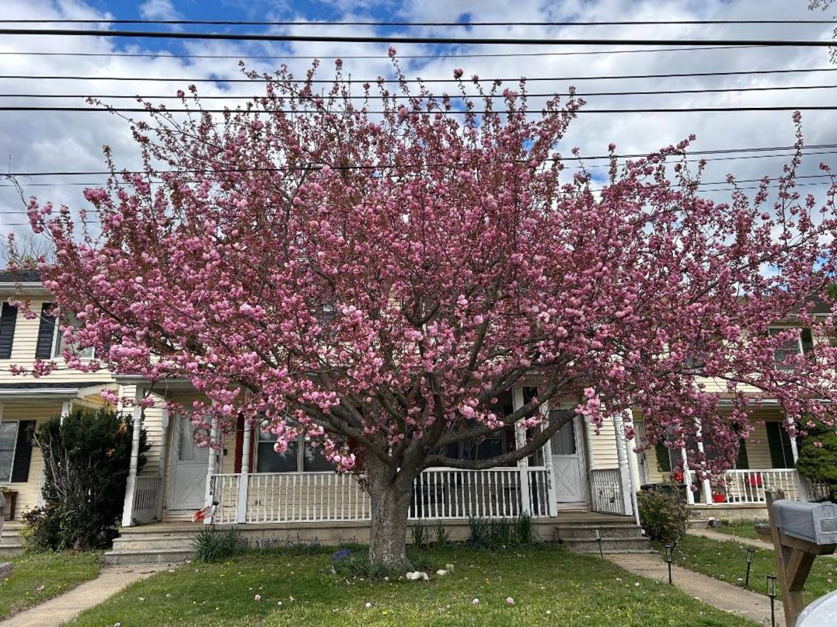 Townhouse for rent at 405 Cowgill St, Dover, DE 19901