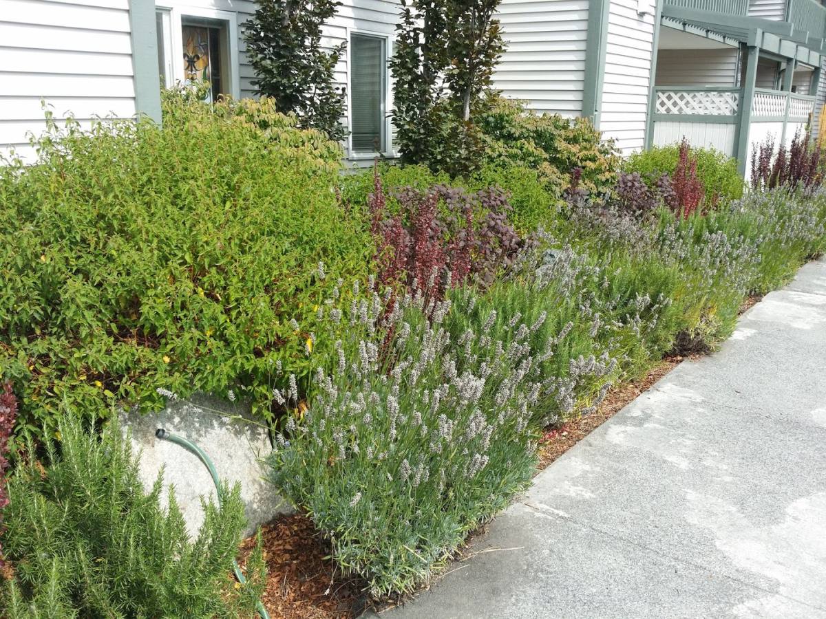 Apartment for rent at 15 Malcolm St, Friday Harbor, WA 98250