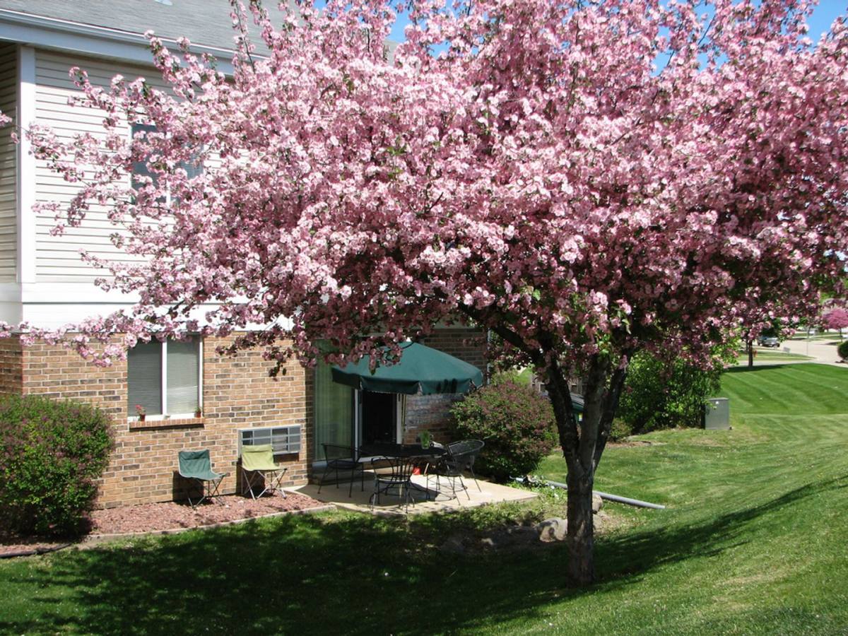 Apartment for rent at 335-336 Olson Court, Stoughton, WI 53589