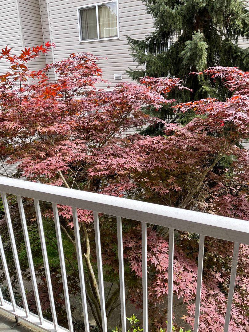 Apartment for rent at 12329 Roosevelt Way NE, Seattle, WA 98125