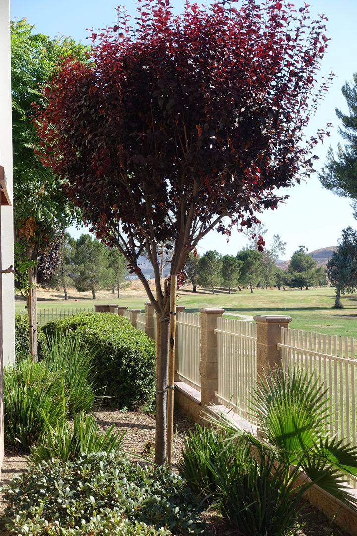 Apartment for rent at 1711 Pepper Tree Dr, Hemet, CA 92545