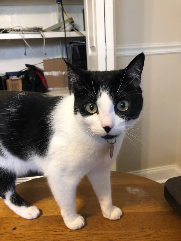 Apartment for rent at 115 S Lois Ave #204, Tampa, FL 33609