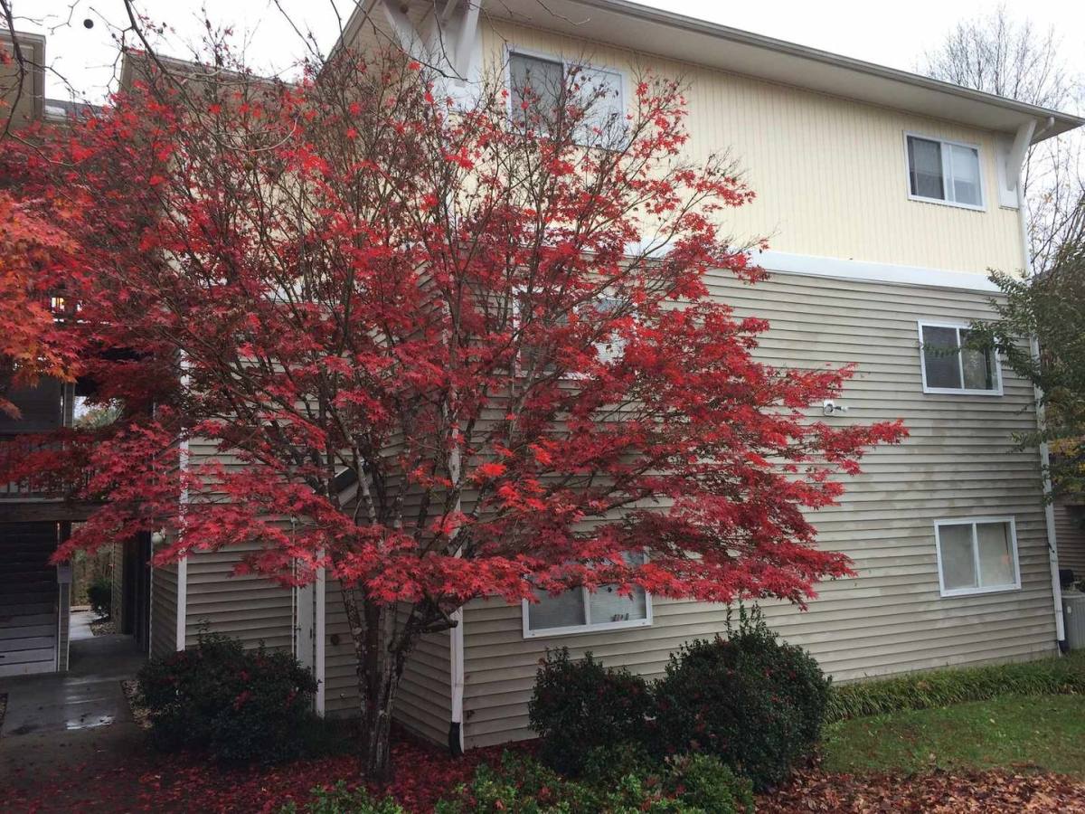 Condo for rent at 303 Smith Level Rd, Chapel Hill, NC 27516