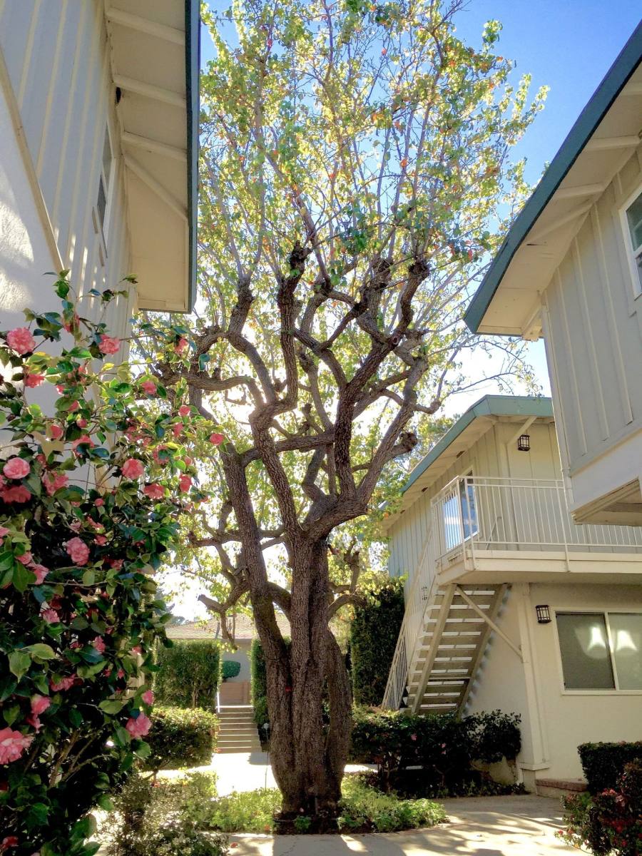 Apartment for rent at 3465 Alameda De Las Pulgas, Menlo Park, CA 94025