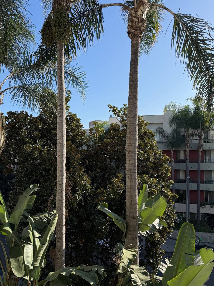 Apartment for rent at 1425 N Sierra Bonita Ave, Los Angeles, CA 90046
