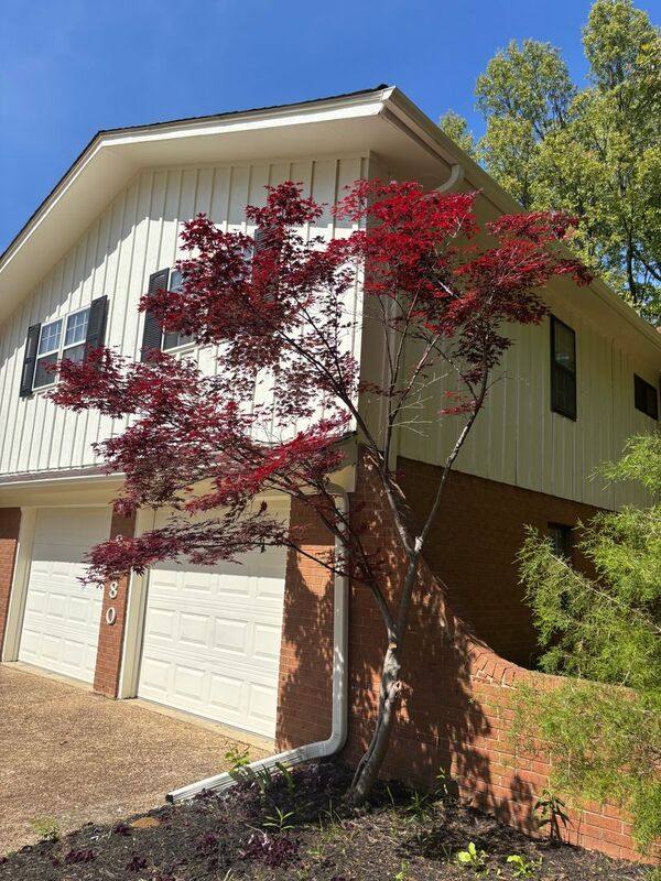 House for rent at 8280 Chippingham Dr, Cordova, TN 38016