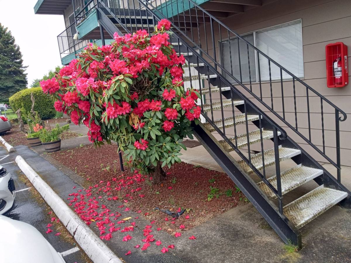 Apartment for rent at 2507 E Mill Plain Blvd, Vancouver, WA 98661