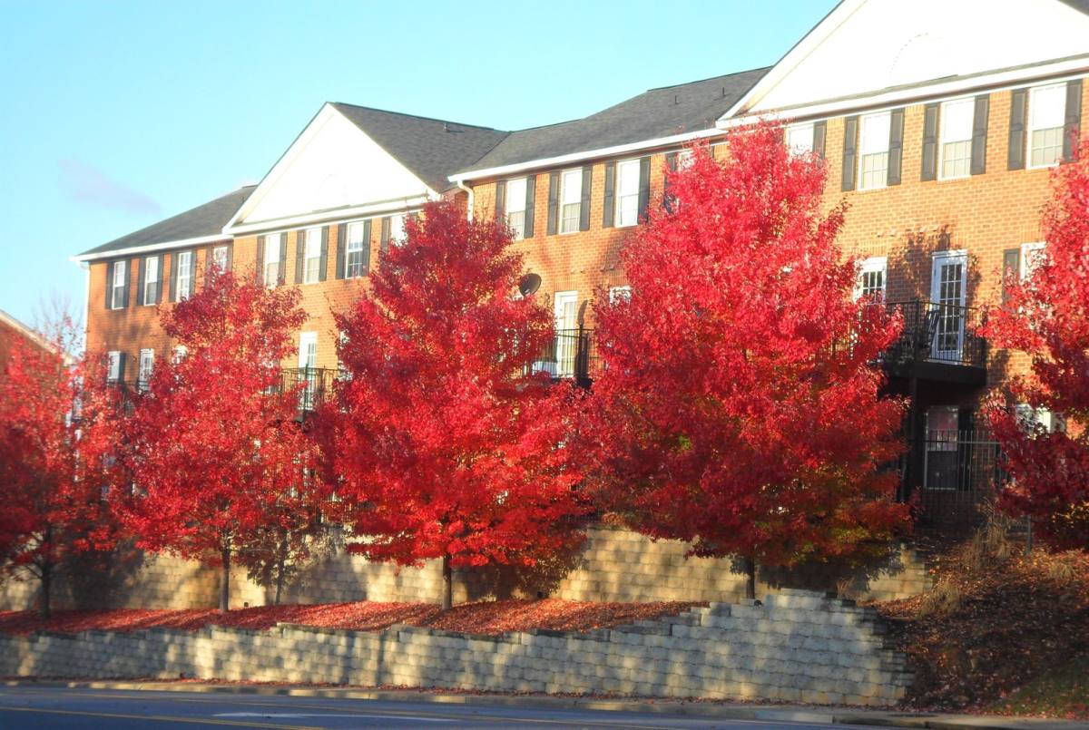 Apartment for rent at 145 N Ave, Athens, GA 30601