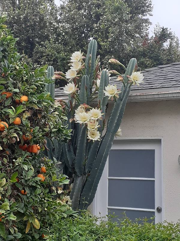 Apartment for rent at 2219 Glendon Ave, Los Angeles, CA 90064