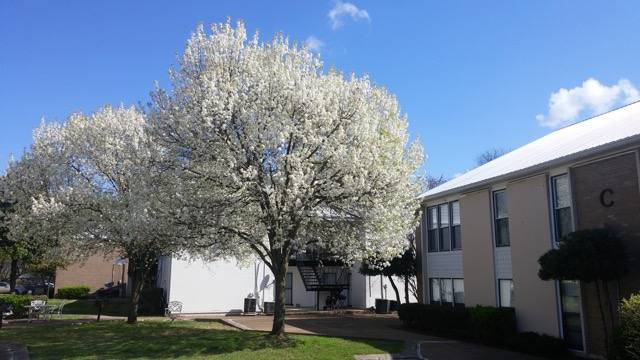 Condo for rent at 246 White Bridge #A6, Nashville, TN 37209