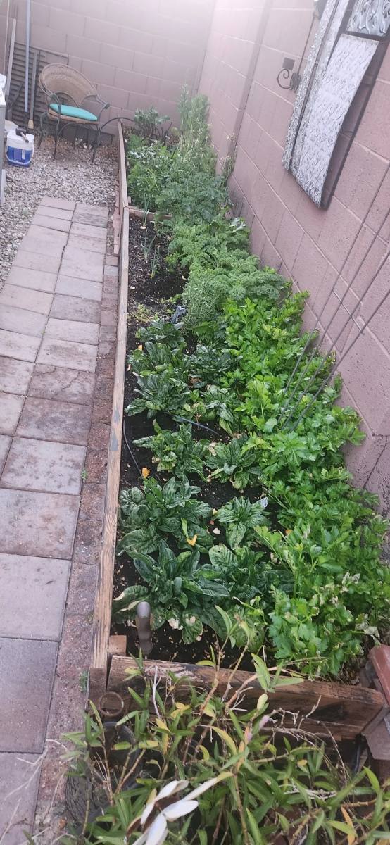 House for rent at 28857 N Palos Dr, Florence, AZ 85132