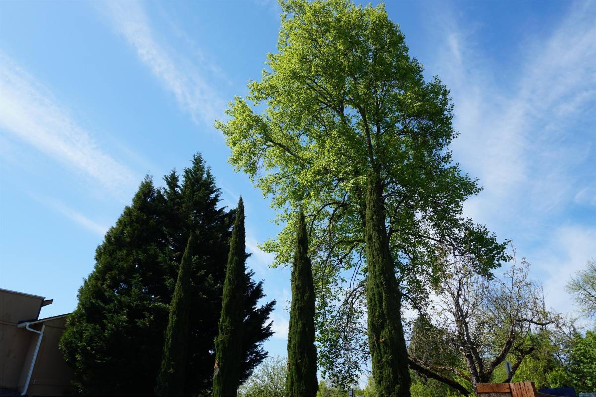 Townhouse for rent at 13050 NW Cornell Rd #E-02, Portland, OR 97229