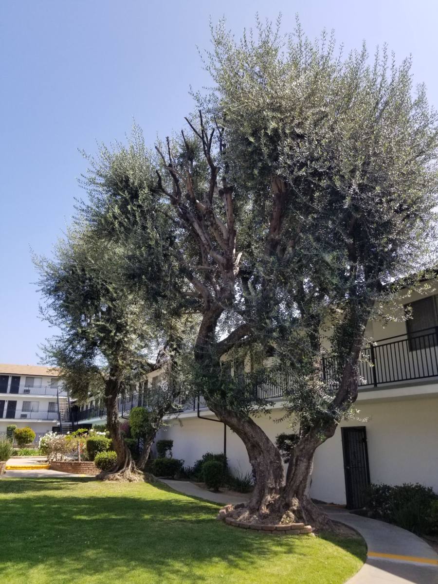 Apartment for rent at 1201 W Mission Rd, Alhambra, CA 91803