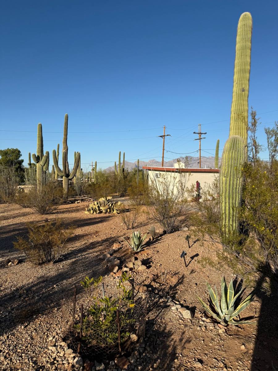 House for rent at 1702 N Greasewood Rd, Tucson, AZ 85745