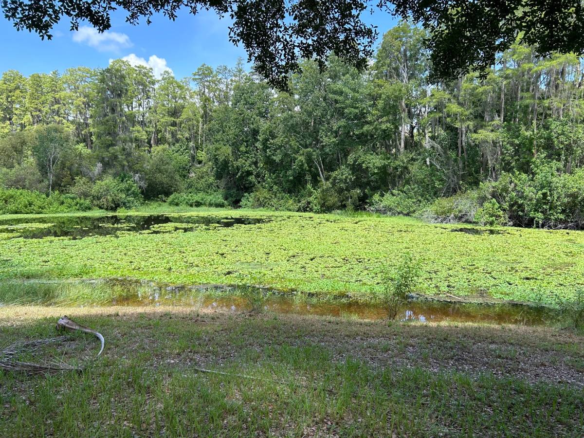 House for rent at 4401 Longshore Dr, Land O Lakes, FL 34639