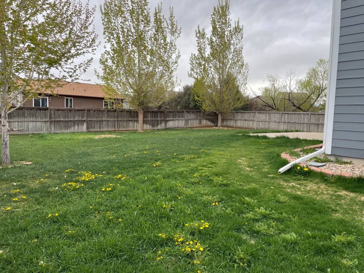 House for rent at 494 S Tamera Ave, Milliken, CO 80543