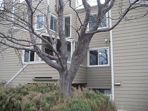 Condo for rent at 3725 Birchwood Dr, Boulder, CO 80304