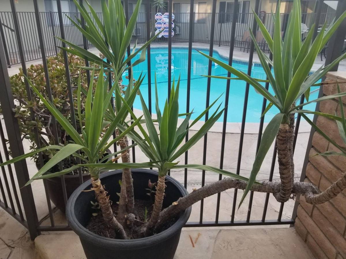 Apartment for rent at 917 E Madison Ave, El Cajon, CA 92021
