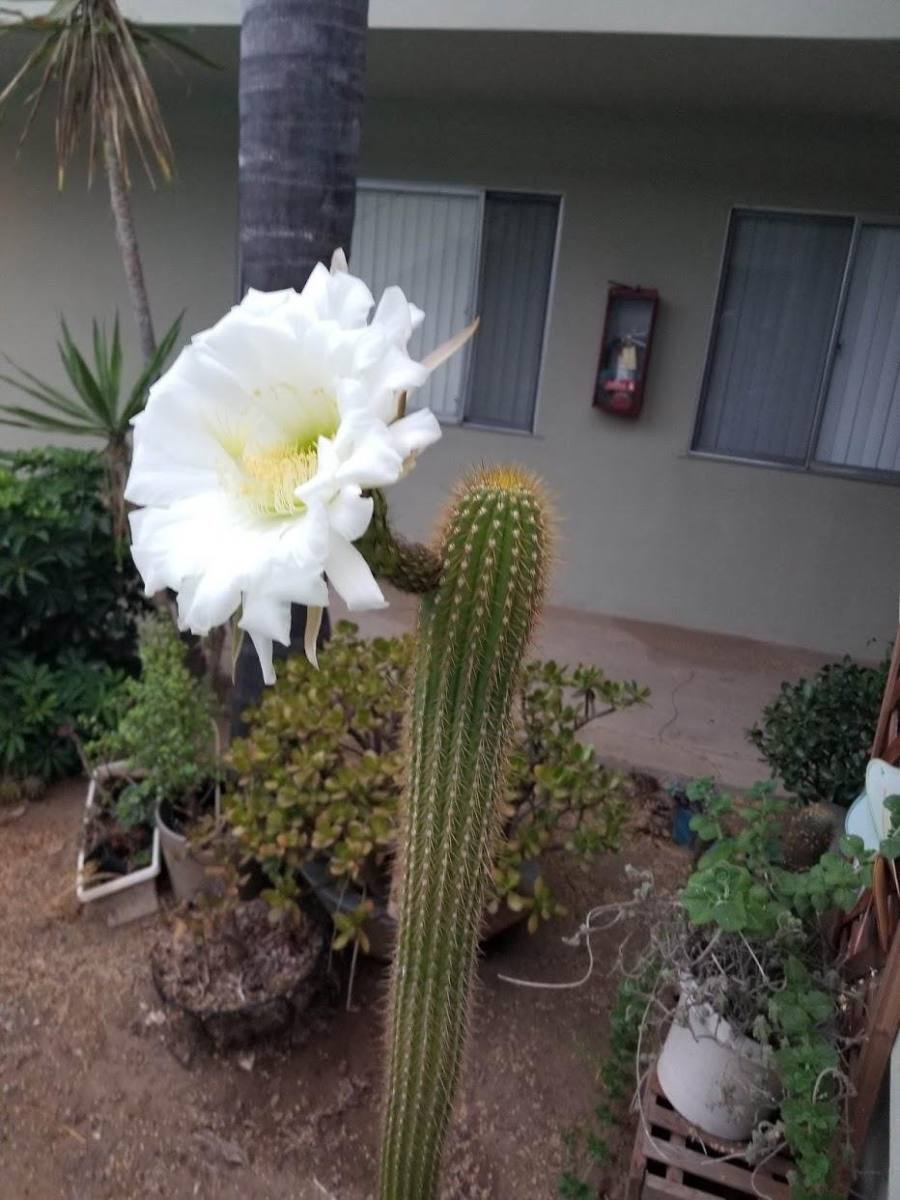 Apartment for rent at 917 E Madison Ave, El Cajon, CA 92021