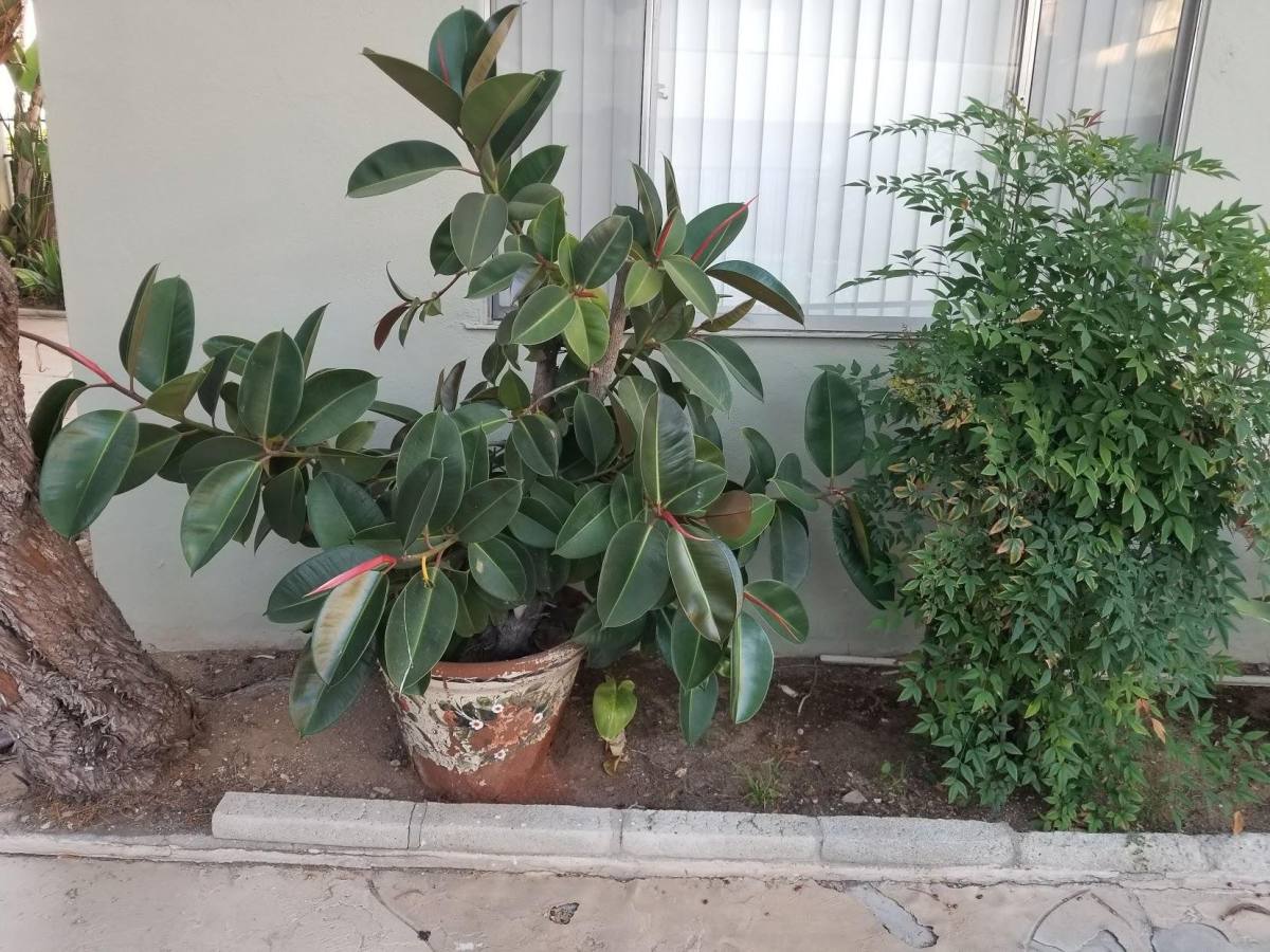 Apartment for rent at 917 E Madison Ave, El Cajon, CA 92021