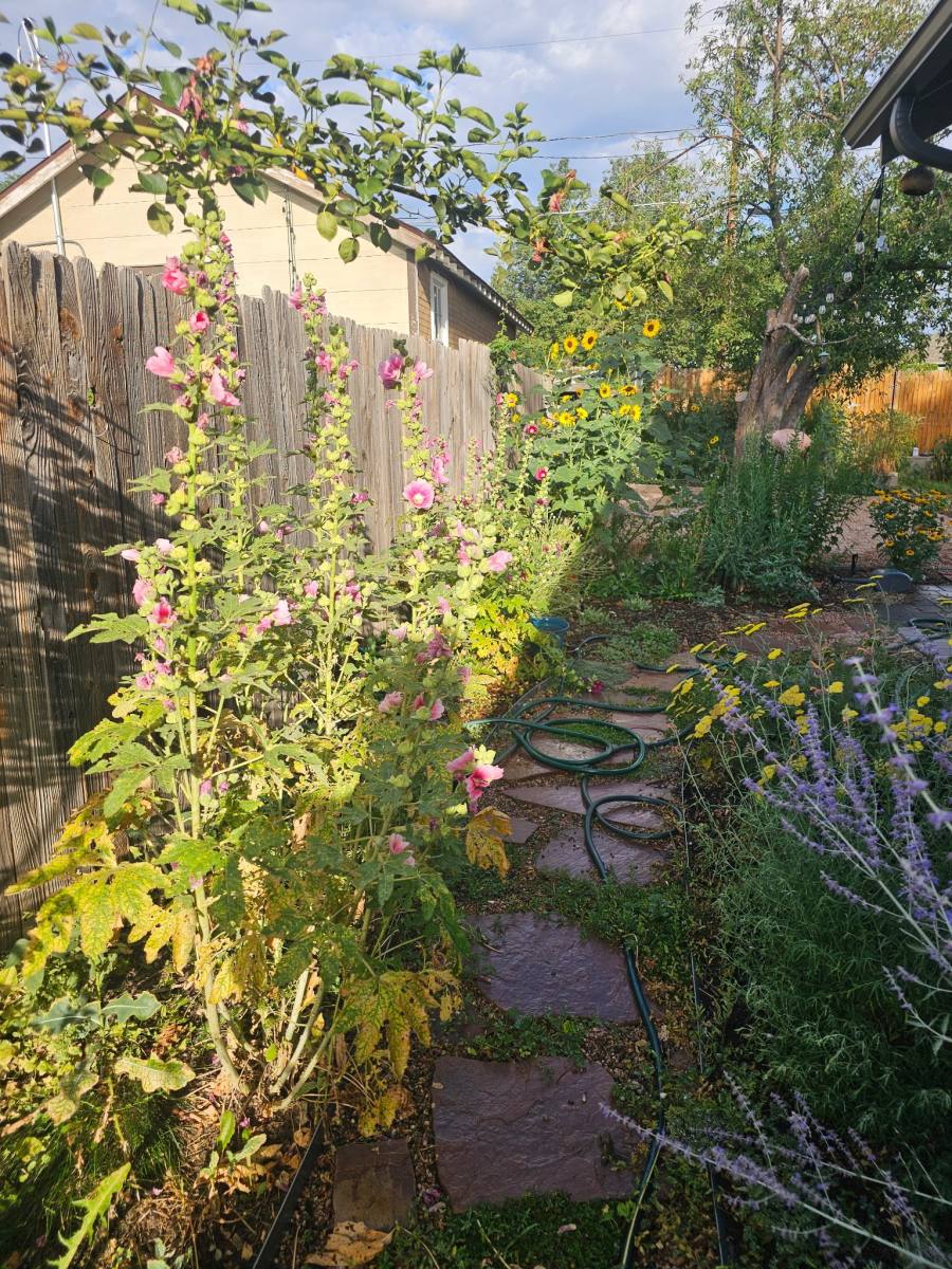House for rent at 61 Newton St, Denver, CO 80219