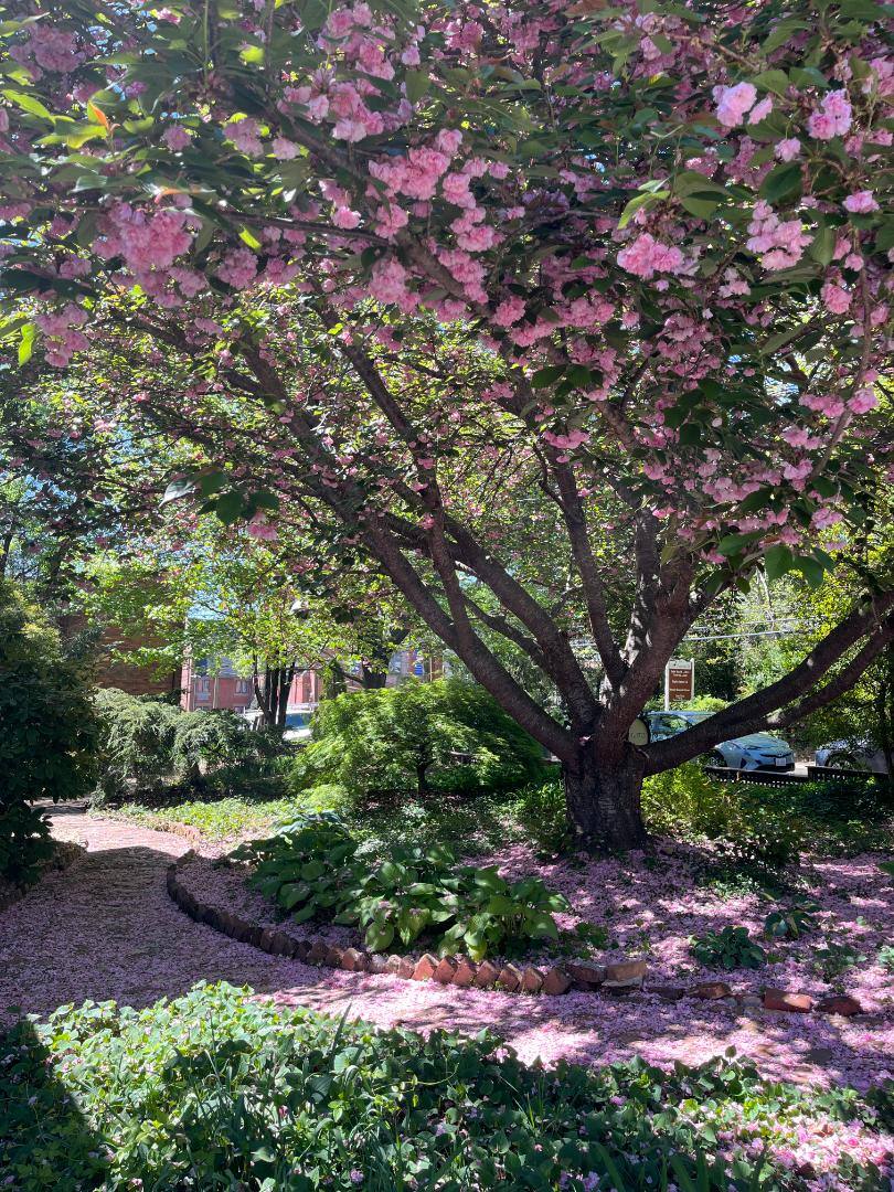 Apartment for rent at 147 E Chestnut St #4, Asheville, NC 28801
