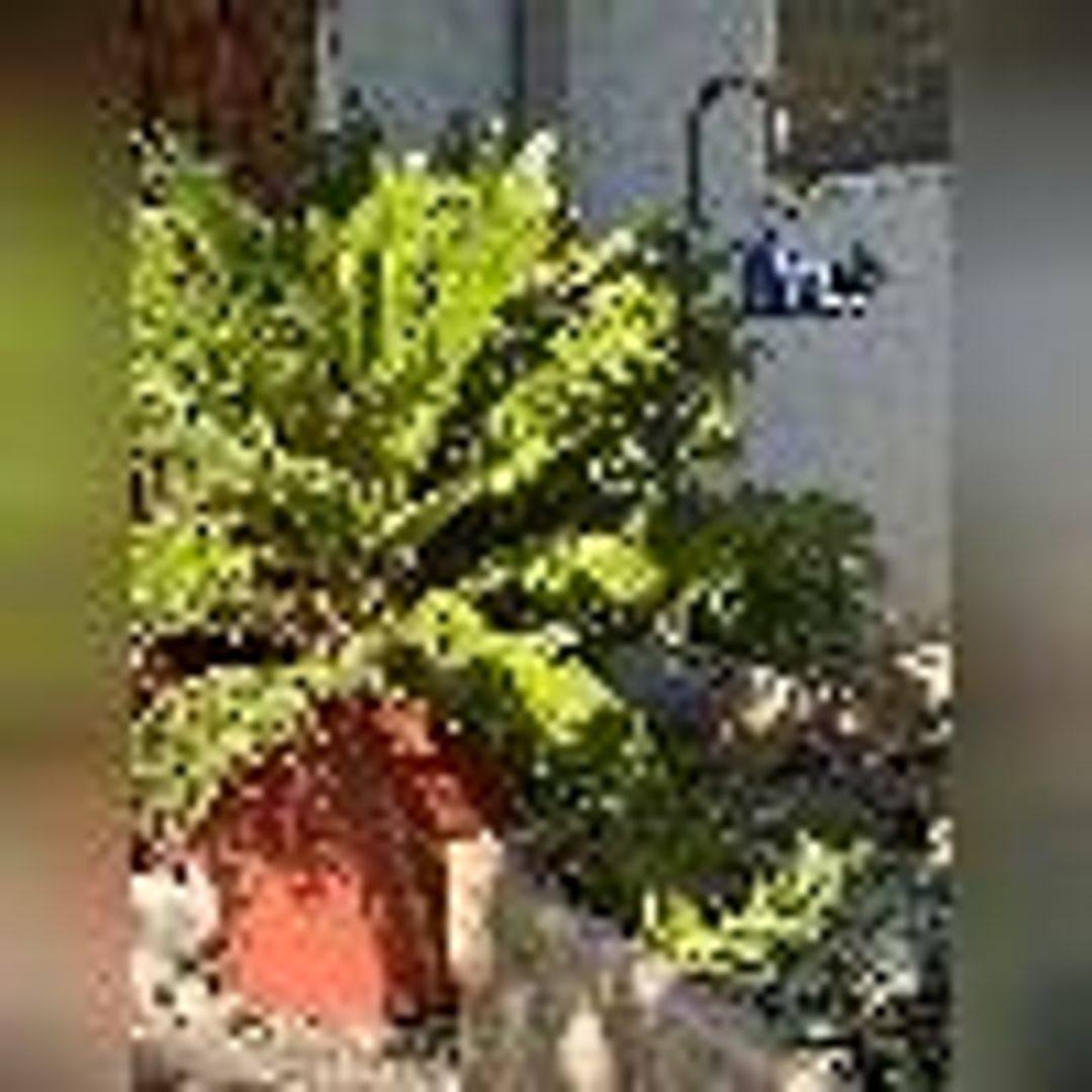 Apartment for rent at 920 Castlewood Dr, Los Gatos, CA 95032