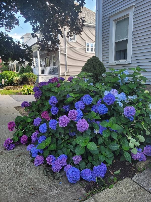 Apartment for rent at 107 Ash St #1, New Bedford, MA 02740