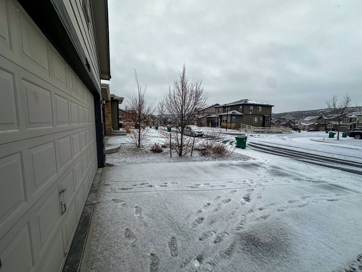 House for rent at 3405 Scaup Trail, Castle Rock, CO 80104