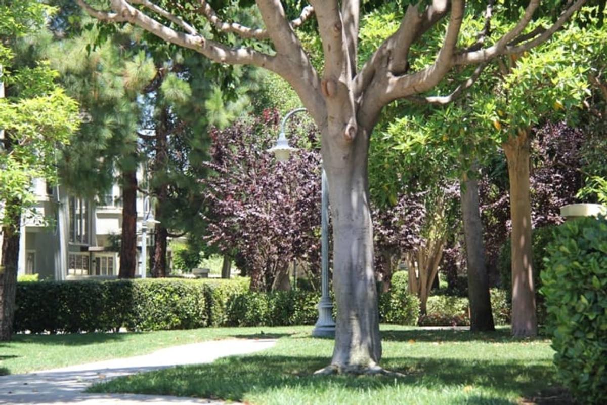 Condo for rent at 38 Auvergne, Newport Coast, CA 92657