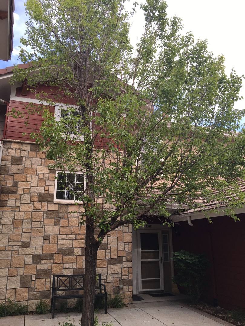 Condo for rent at 3303 Molly Lane, Broomfield, CO 80023