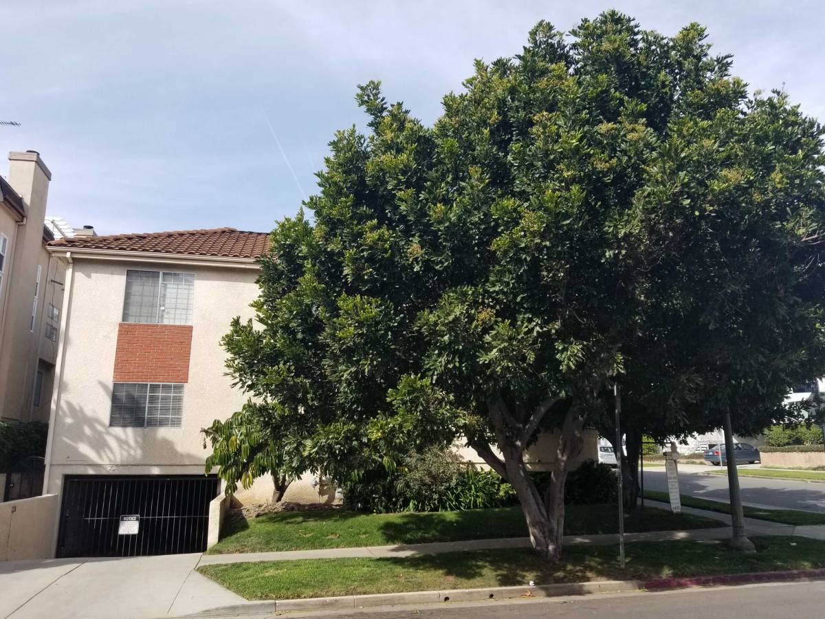 Apartment for rent at 2347 Kerwood Ave #201, Los Angeles, CA 90064