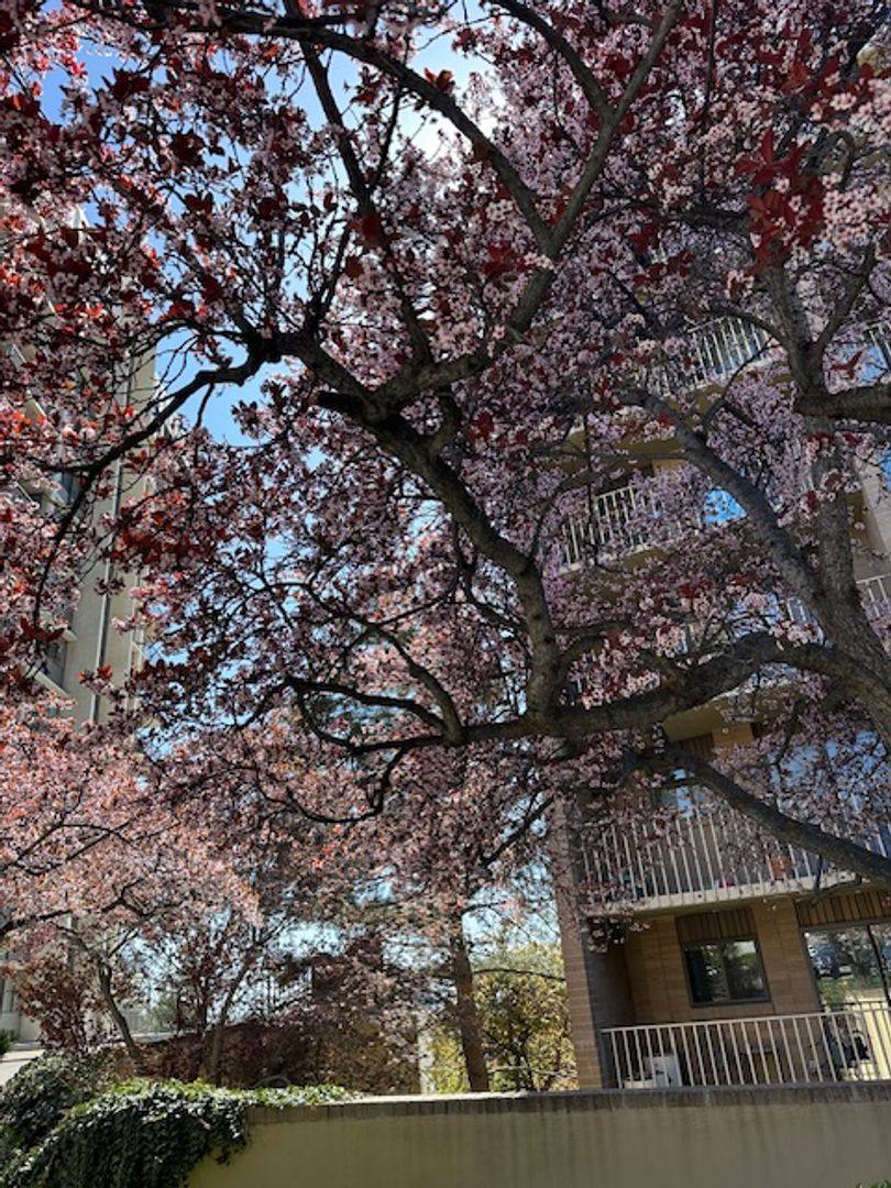Apartment for rent at 245 N Vine, Salt Lake City, UT 84103