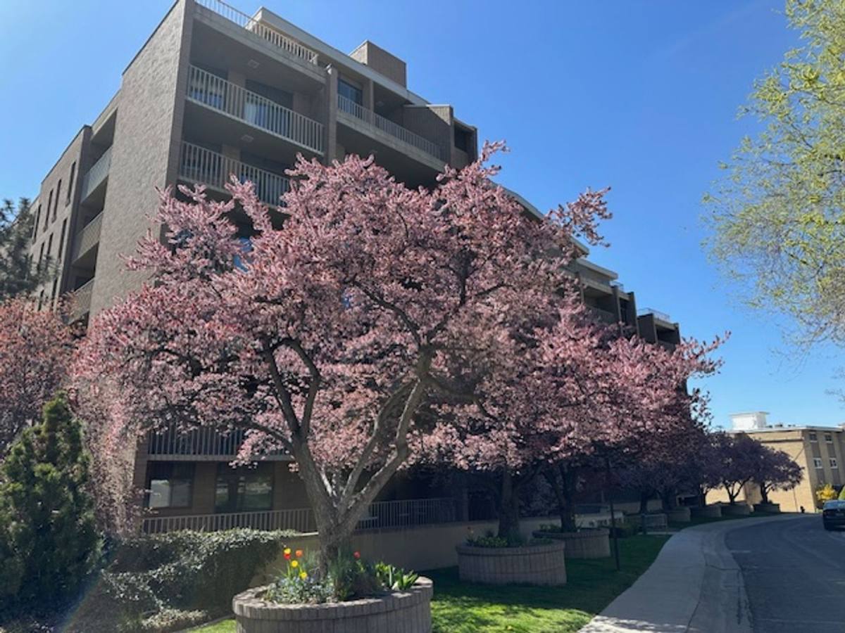 Apartment for rent at 245 N Vine, Salt Lake City, UT 84103