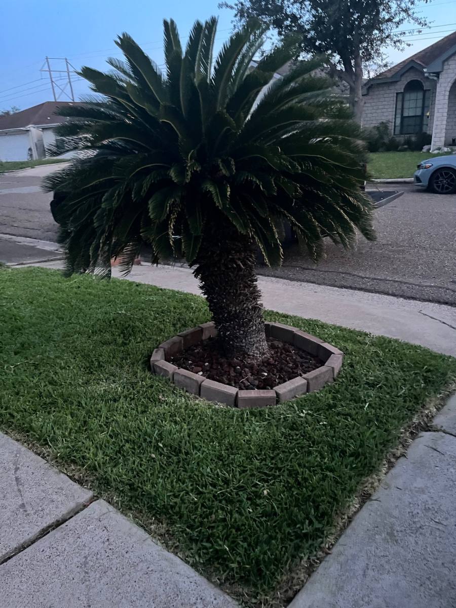 House for rent at 1802 Bobcat Lane, Harlingen, TX 78550