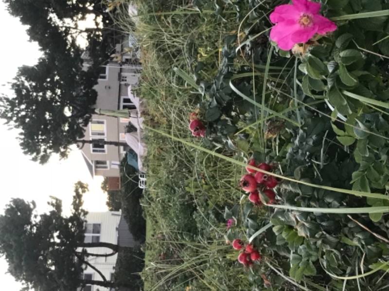 House for rent at 5 Parcher Ave, Old Orchard Beach, ME 04064