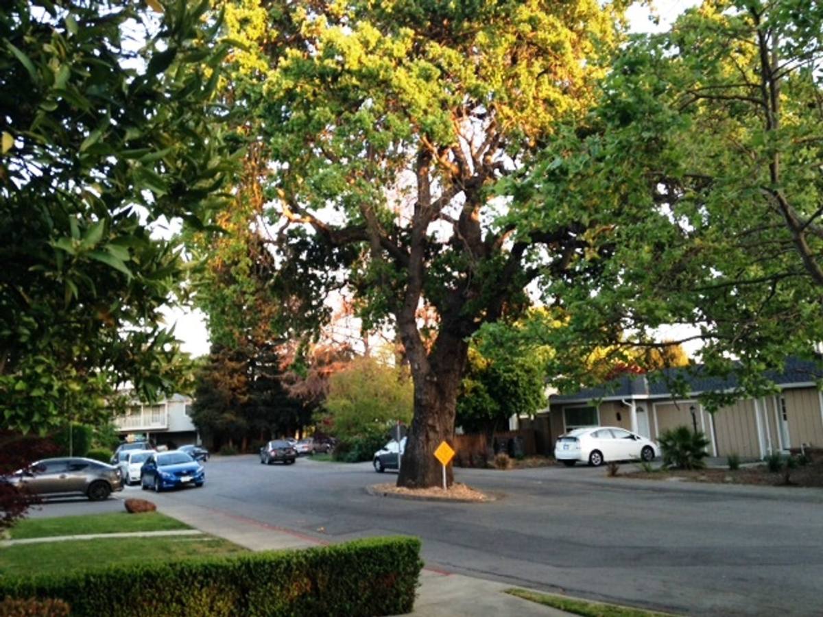 880 Park Dr, Mountain View, CA 94040 - Apartment for Rent - Image 4