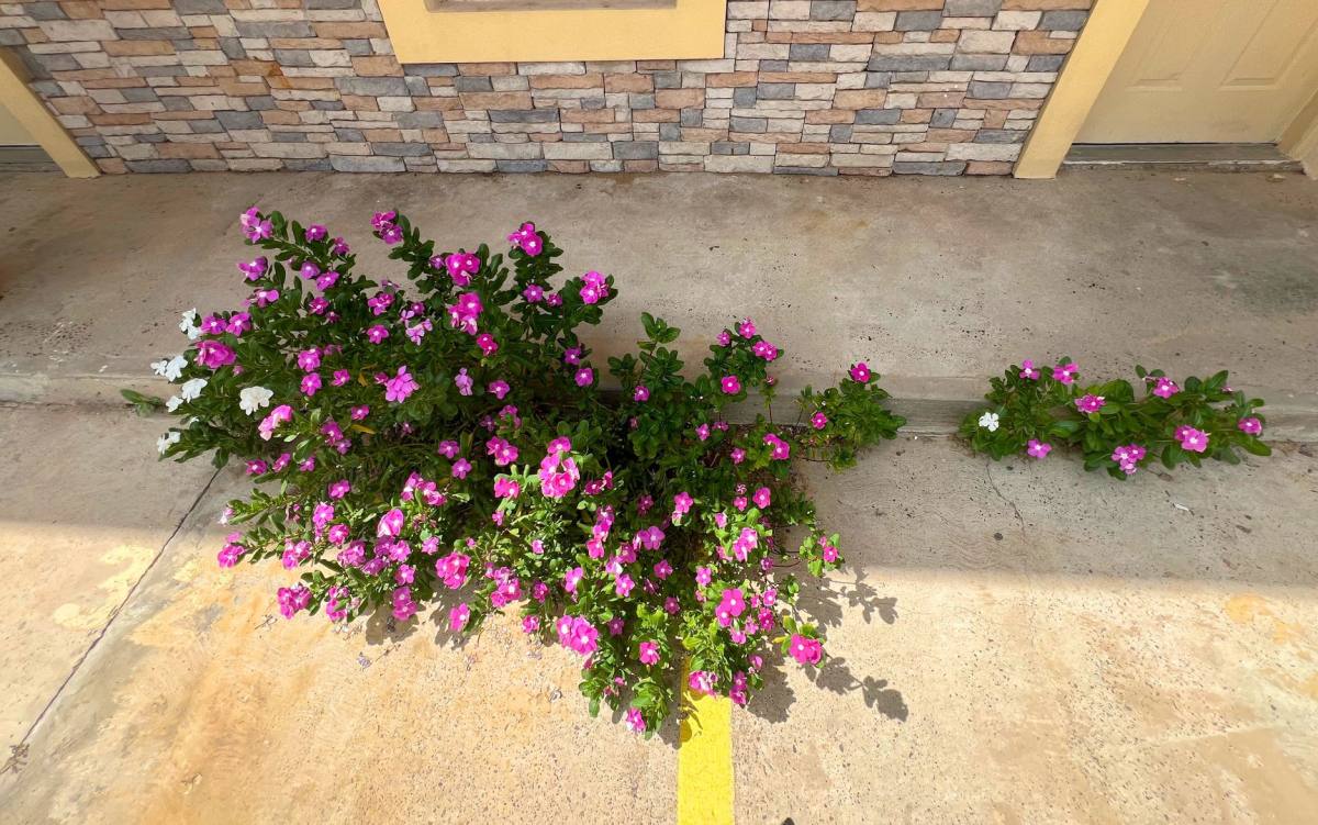 Apartment for rent at 3602 Guerrero, Laredo, TX 78043