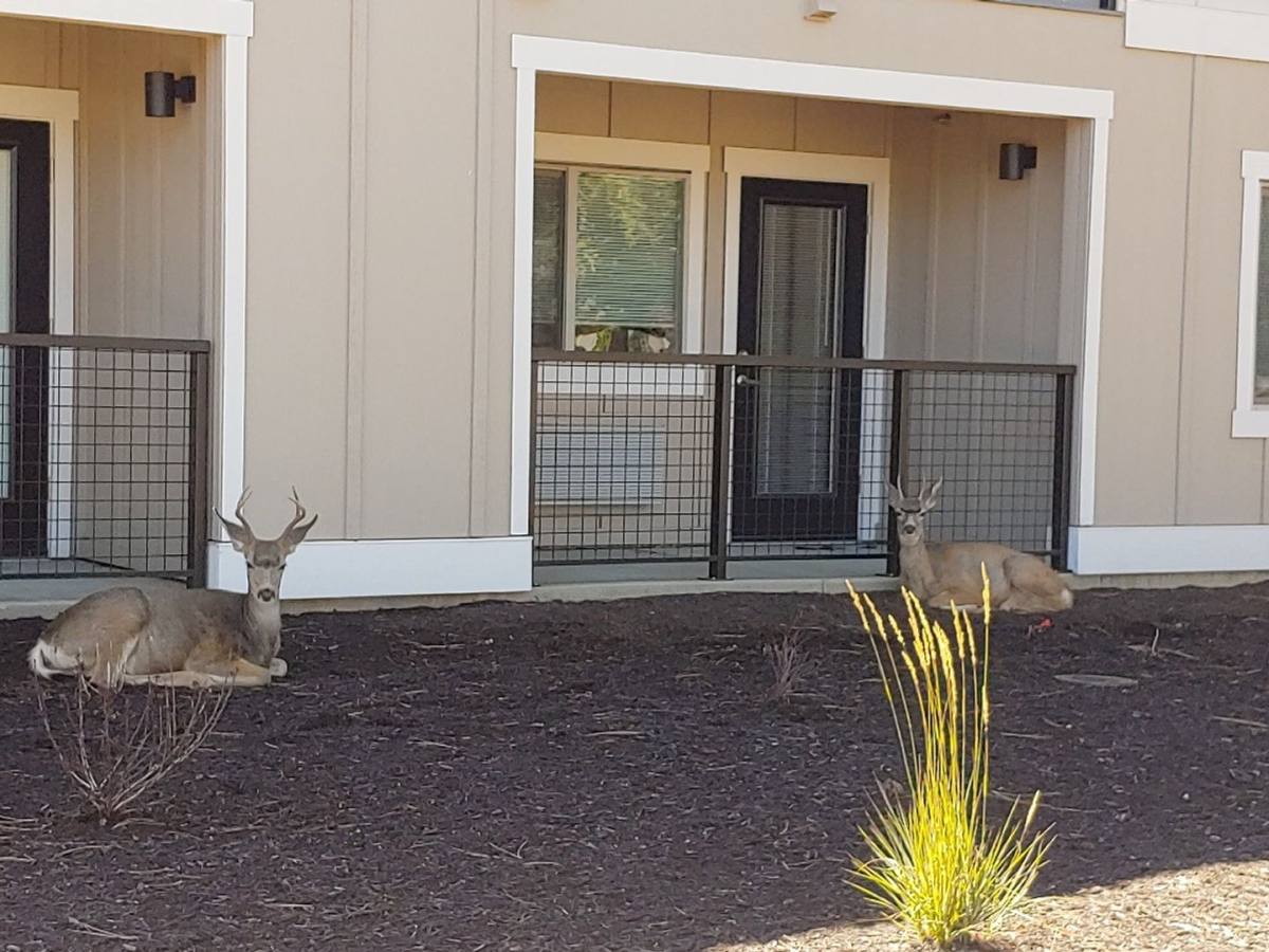 Apartment for rent at 930 W Felicity Lane #105, Sisters, OR 97759