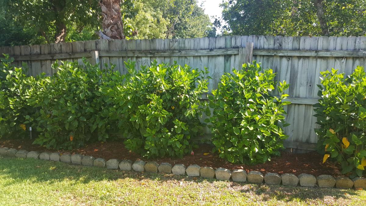 House for rent at 624 Sherman Rd, Daytona Beach, FL 32119