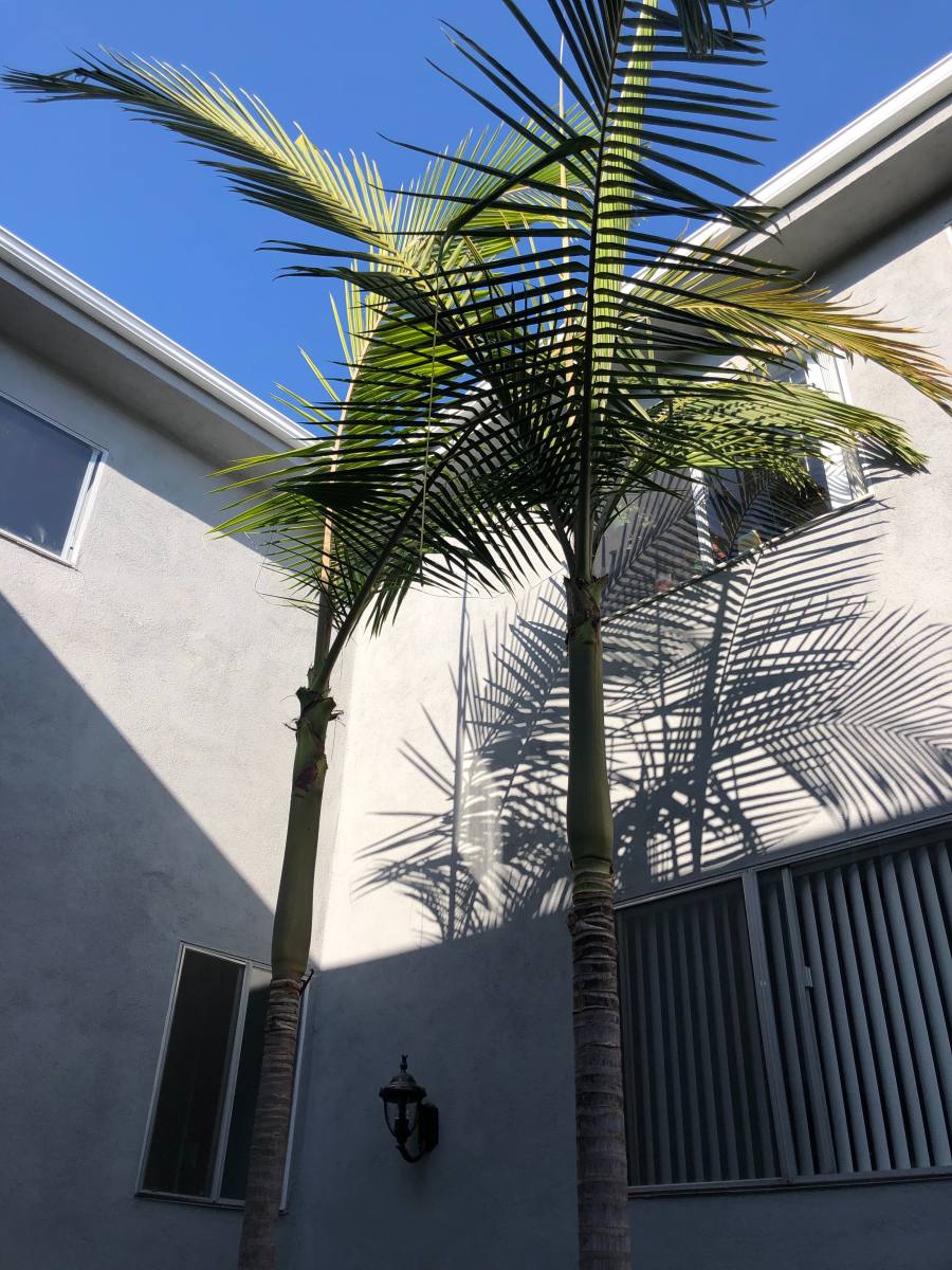 Apartment for rent at 11007-11011 Palms Blvd, Los Angeles, CA 90034